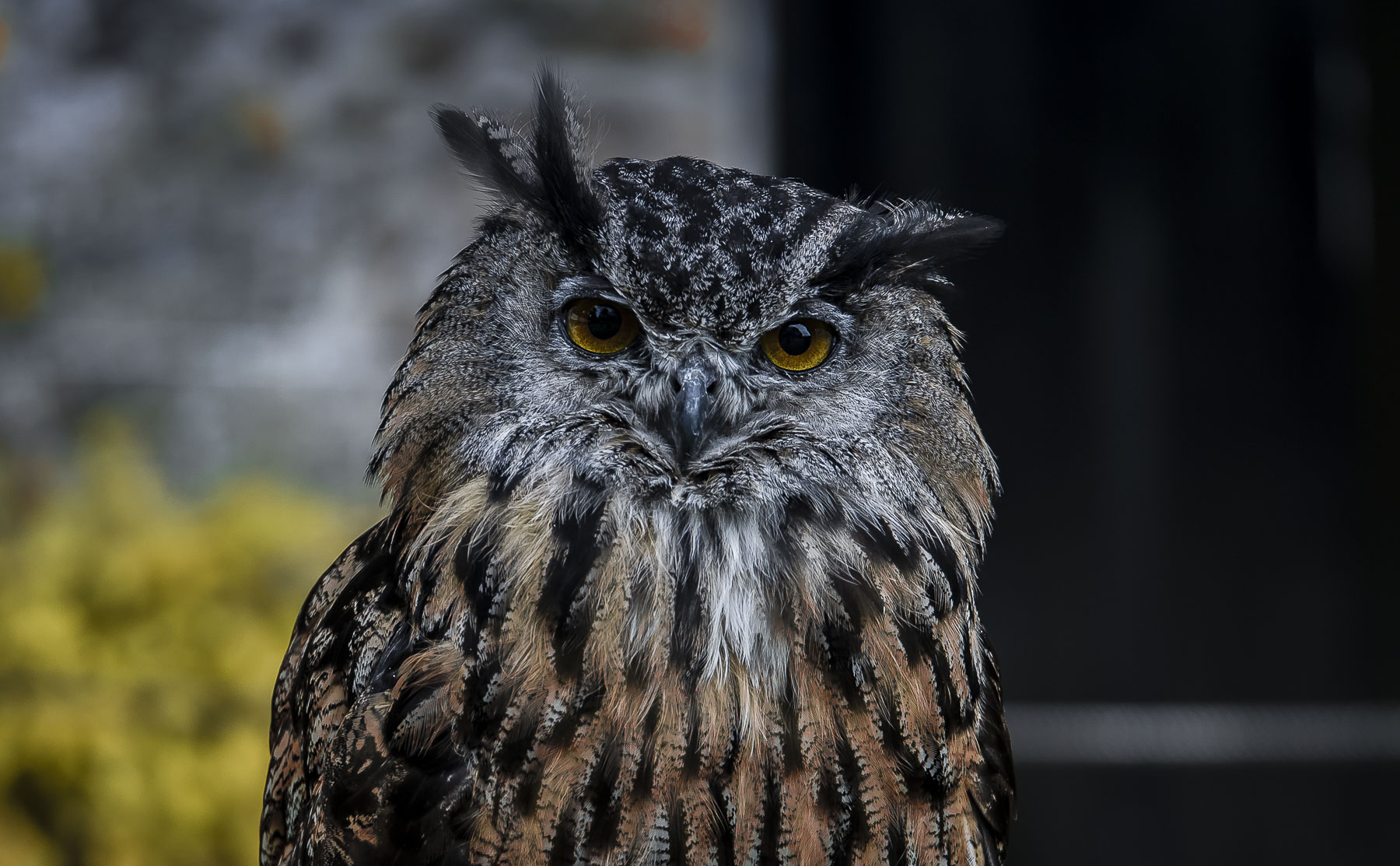 Owl, East Sutherland And Edderton Ward, Backies, Scotland