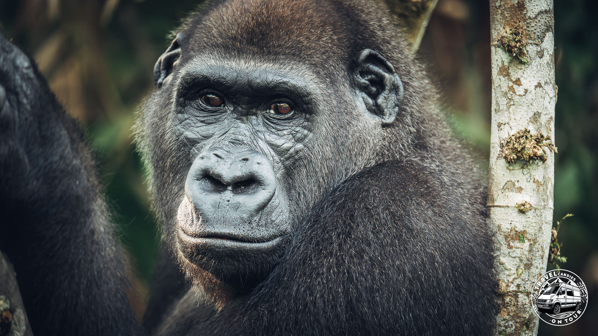 Republic Of Congo, Camp Abio, Gorilla Sighting - Mpoumako - GPS (-3,098026; 15,523607)