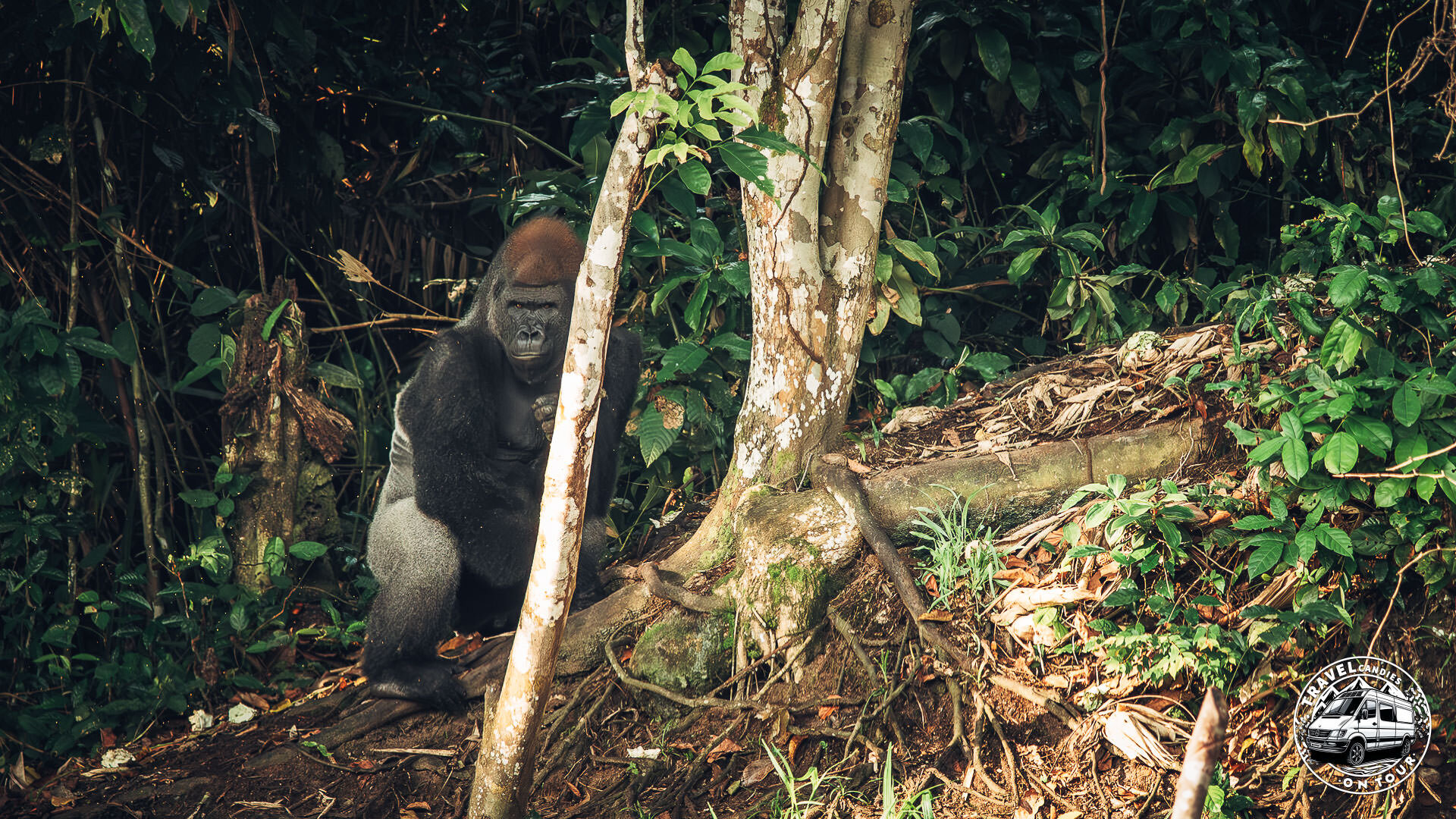 Republic Of Congo, Camp Abio, Gorilla Sighting - Mpoumako - GPS (-3,129849; 15,522196)