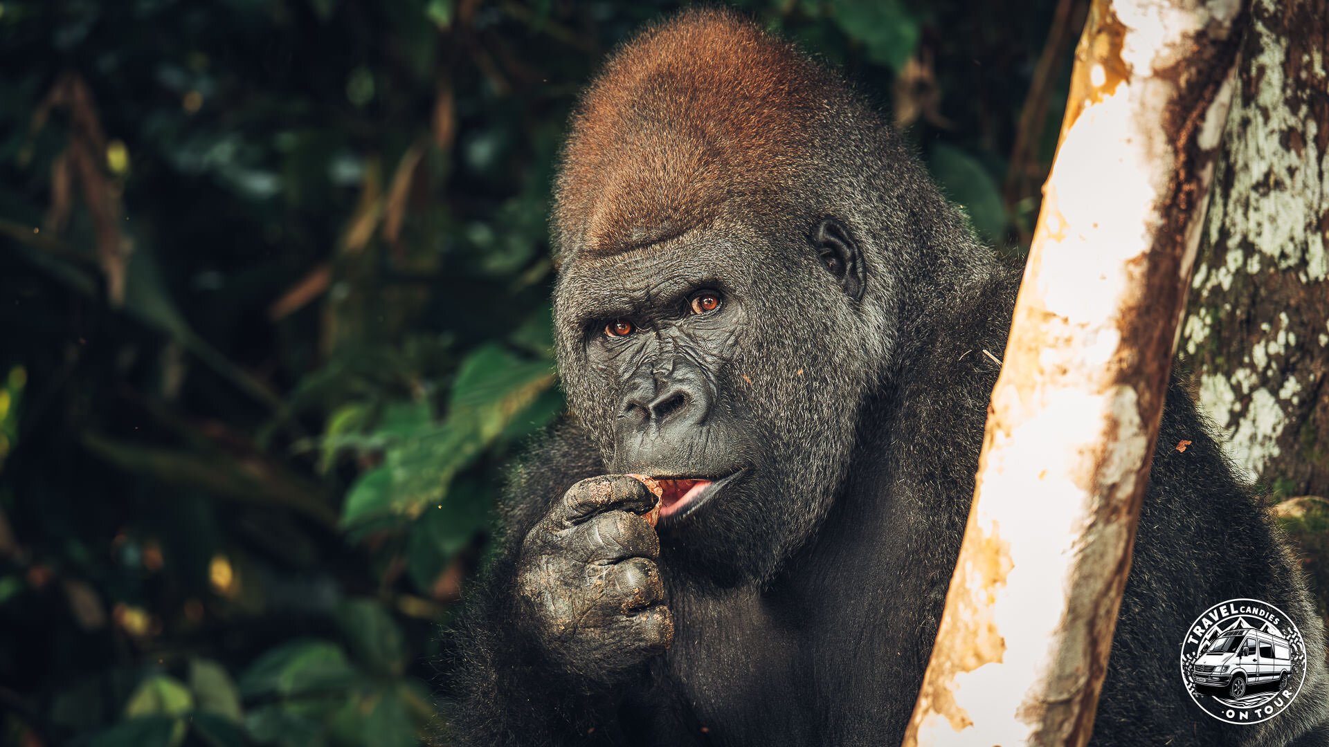 Republic Of Congo, Camp Abio, Gorilla Sighting - Mpoumako - GPS (-3,129868; 15,522201)