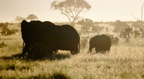 Tsavo Nationalpark East, , Coast, Kenia