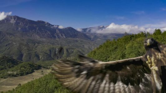 Albania Eagle Catches Drone