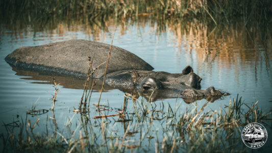 Botswana, Khwai Village - GPS (-19,095375; 23,841834)