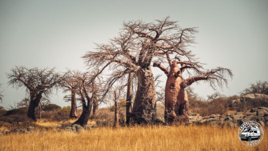 Botswana, Makgadikgadi Pans, Kubu Island - GPS (-20,895882; 25,827656)