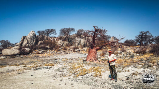 Botswana, Makgadikgadi Pans, Kubu Island - Gweta - GPS (-20,888972; 25,828883)
