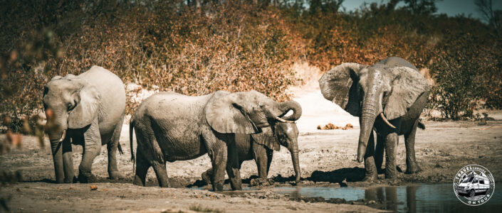 Botswana, Shaleshanto - GPS (-19,101600; 23,882180)