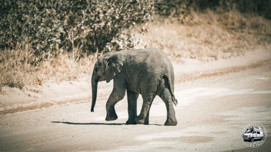 Botswana, Shaleshanto - GPS (-19,136201; 23,937432)