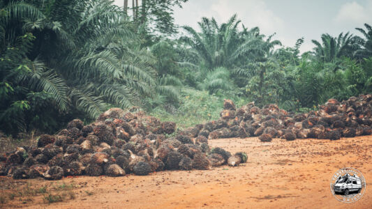 Ivory Coast, Allakro - GPS (5,278688; -2,886466)