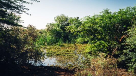 Mauritania, Nationalpark Djoudj - Tiguet - GPS (16,529613; -16,240053)