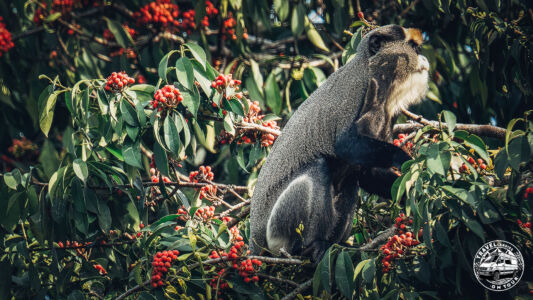 Republic Of Congo, Camp Abio, Gorilla Sighting - Mpoumako - GPS (-3,097969; 15,523607)