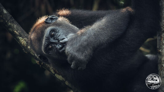 Republic Of Congo, Camp Abio, Gorilla Sighting - Mpoumako - GPS (-3,098007; 15,523564)