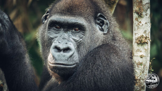 Republic Of Congo, Camp Abio, Gorilla Sighting - Mpoumako - GPS (-3,098026; 15,523607)
