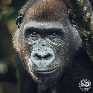 Republic Of Congo, Camp Abio, Gorilla Sighting - Mpoumako - GPS (-3,098037; 15,523572)