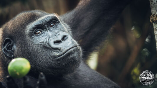 Republic Of Congo, Camp Abio, Gorilla Sighting - Mpoumako - GPS (-3,098050; 15,523580)