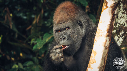 Republic Of Congo, Camp Abio, Gorilla Sighting - Mpoumako - GPS (-3,129868; 15,522201)