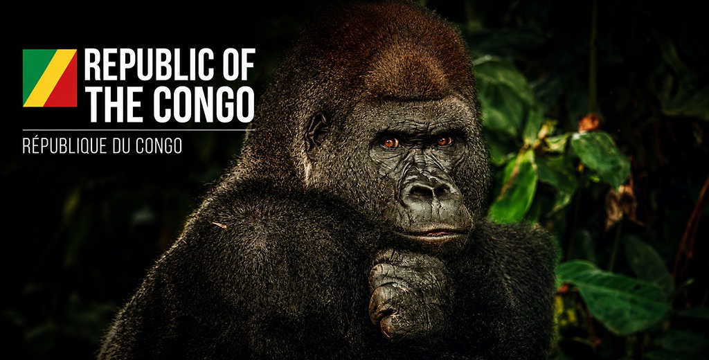 Close-up portrait of a western lowland gorilla sitting in dense rainforest vegetation in the Republic of the Congo. The country's flag and title are displayed in the upper left corner of the cinematic travel poster.